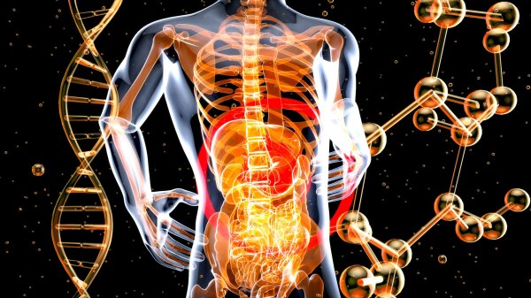 Niacin deficiency the missing link